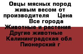 Овцы мясных пород живым весом от производителя. › Цена ­ 110 - Все города Животные и растения » Другие животные   . Калининградская обл.,Пионерский г.